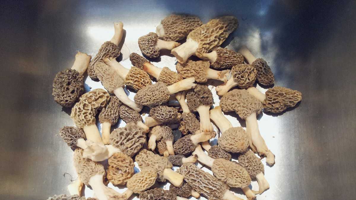 Photos The hunt for Iowa's morel mushrooms