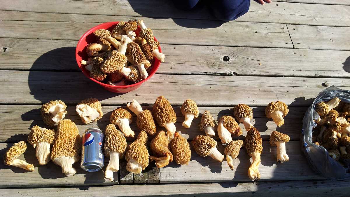 Photos The hunt for Iowa's morel mushrooms