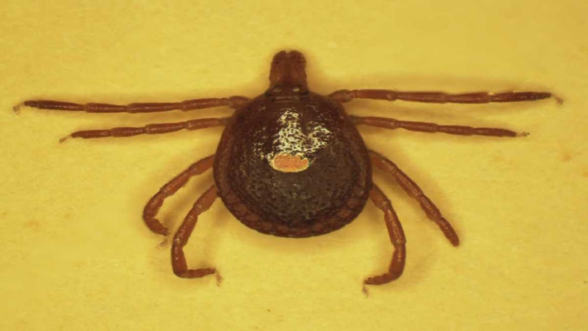 People develop meat allergy after tick's bite