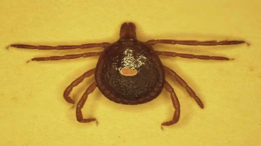 Some people are developing a rare red meat allergy after being bitten by the Lone Star tick.