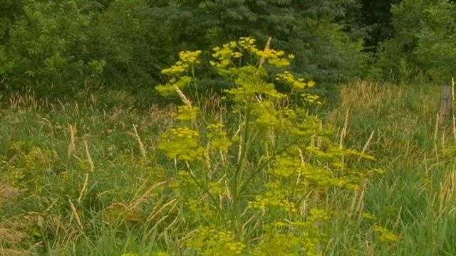 Wild parsnip in Iowa
