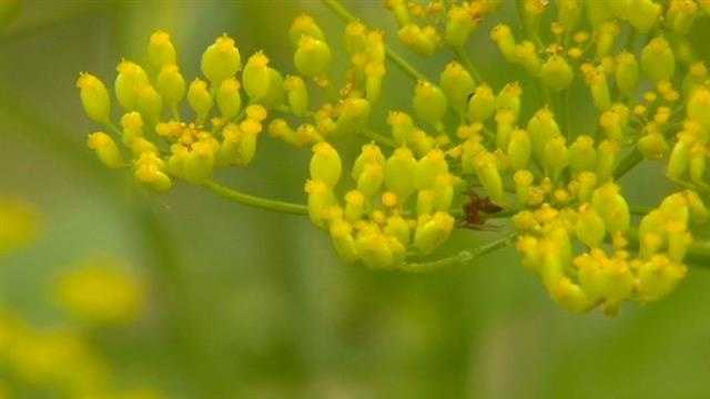 Photos: Poison parsnip spreading in Iowa