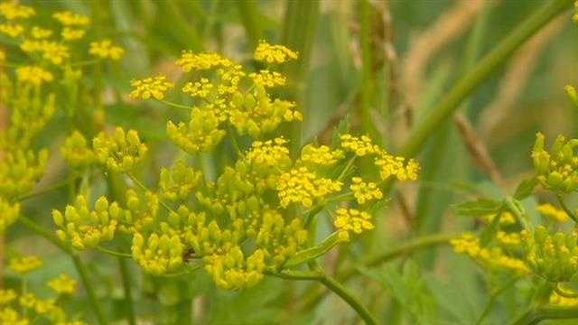 Photos: Poison parsnip spreading in Iowa