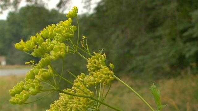 Photos: Poison parsnip spreading in Iowa