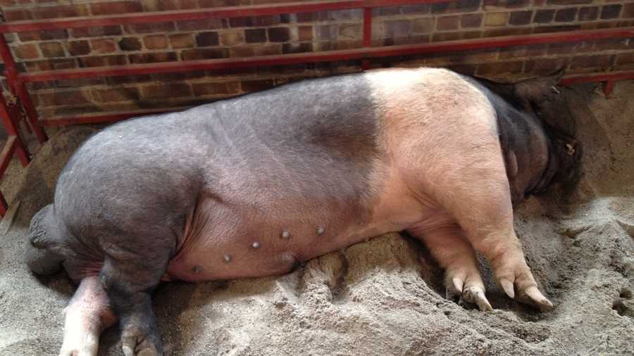 Iowa State Fair's big boar