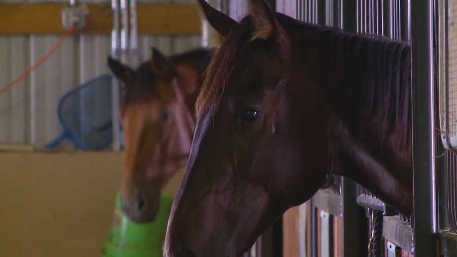 An Iowa company has dropped its plans to slaughter horses after a federal judge's ruling that temporarily banned the act.
