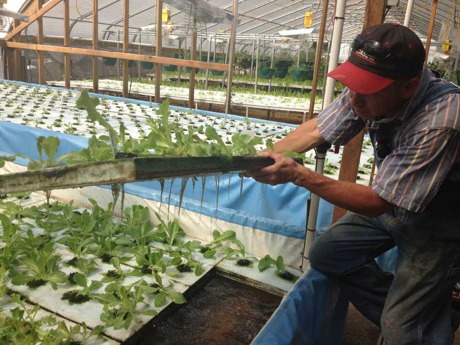 aquaponics might solve world hunger
