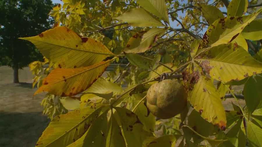 Branches and Leaves Brown HTV