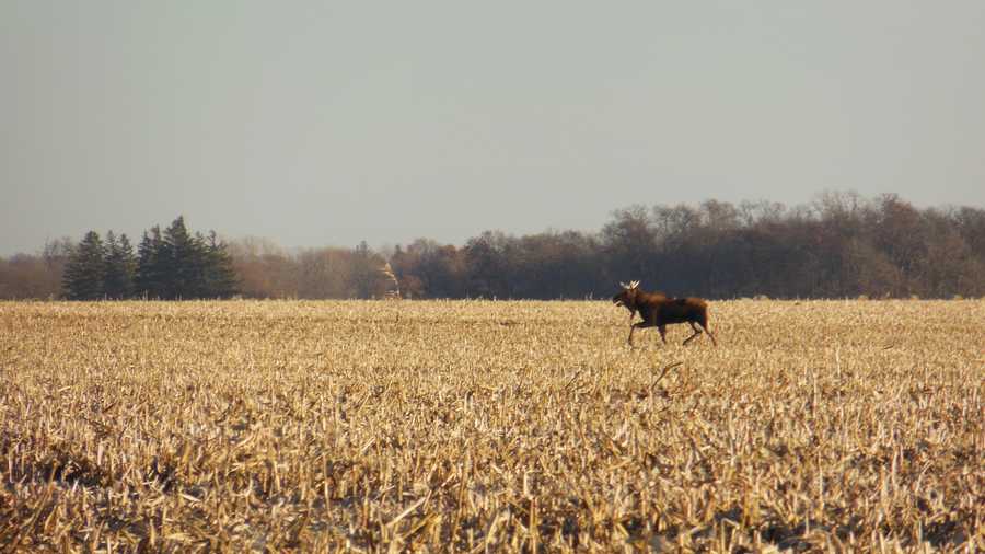 Moose on the loose in Iowa