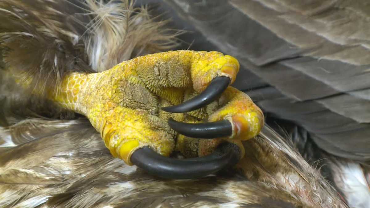 Man gets prison sentence for torturing, killing bald eagle