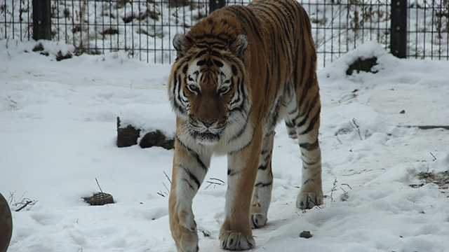 A Blank Park Zoo favorite has died