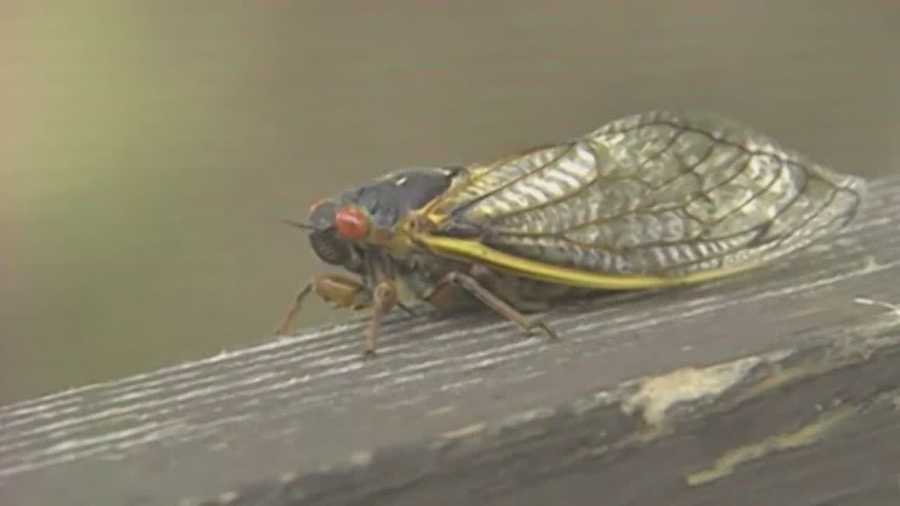 Cicadas will soon be swarming across central Iowa after 17 years.