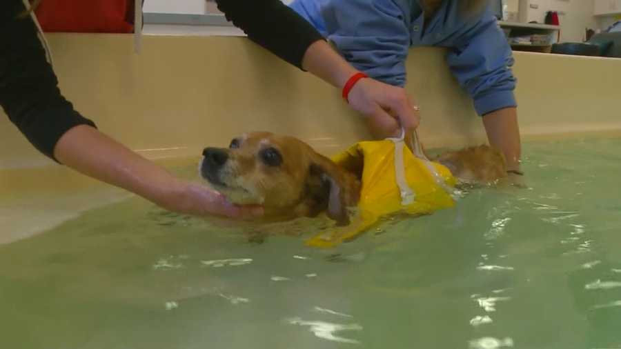 A new clinical trial at one university could give paralyzed dogs a second chance at walking.