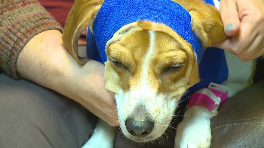 Police are investigating a string of pit bull attacks in a West Des Moines neighborhood where most recently a beagle sustained life-threatening injuries.