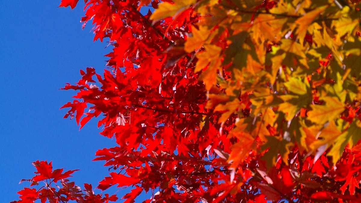 Photos Capturing the amazing fall color in Iowa