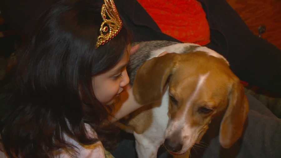 The family's beagle, Chip, suffered an attack from a pit bull