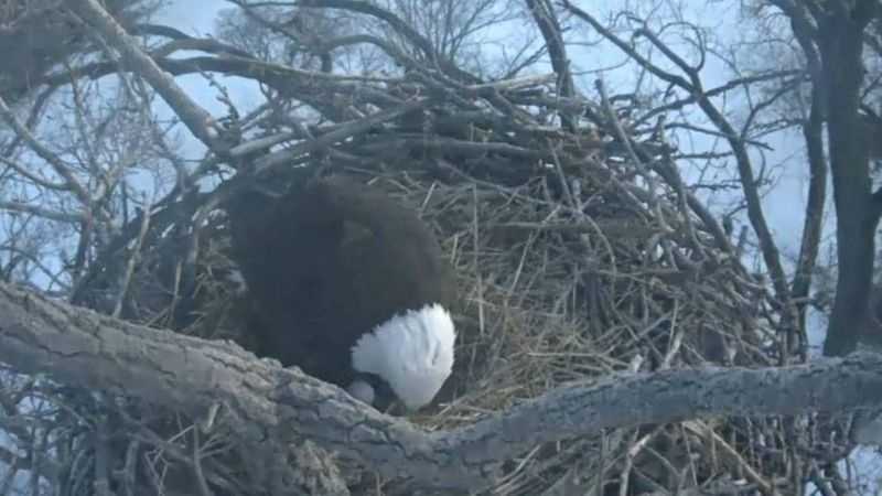 Webcam eagles welcome egg to Iowa nest