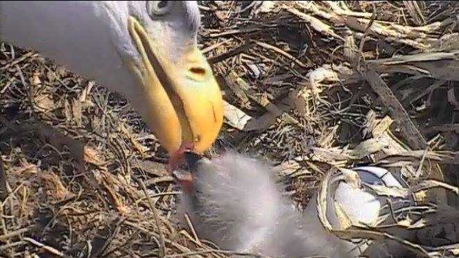 Bald eagle mom feeding first bites of fish to hatchling D21 in Decorah.