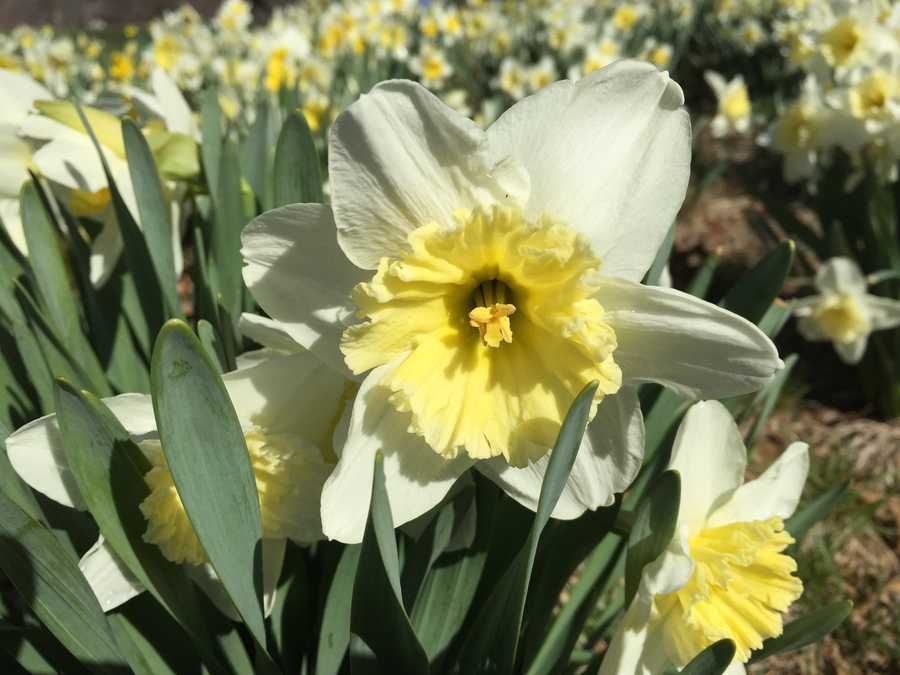 Photos: Spring flowers already blooming in Iowa