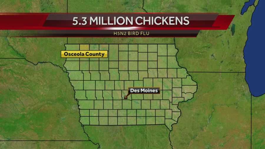 5.3 million chickens in Iowa to be destroyed
