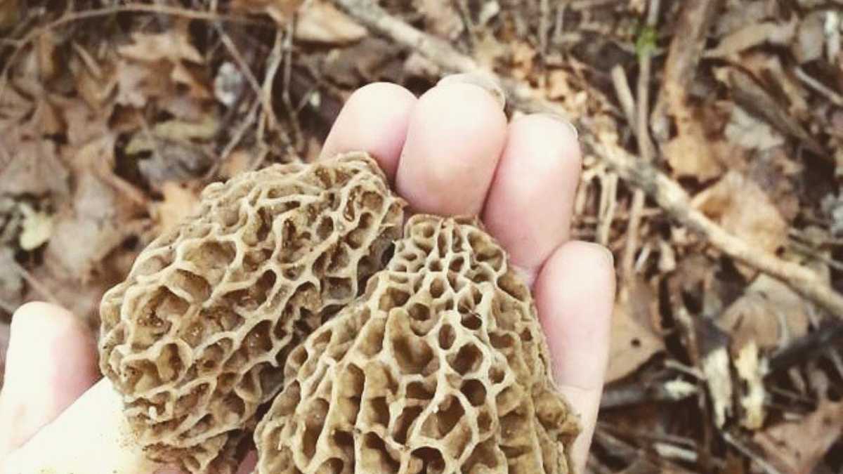 Photos Morel mushrooms found in Iowa
