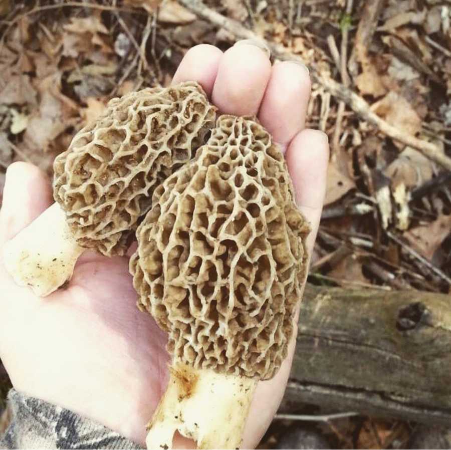 Photos Morel mushrooms found in Iowa