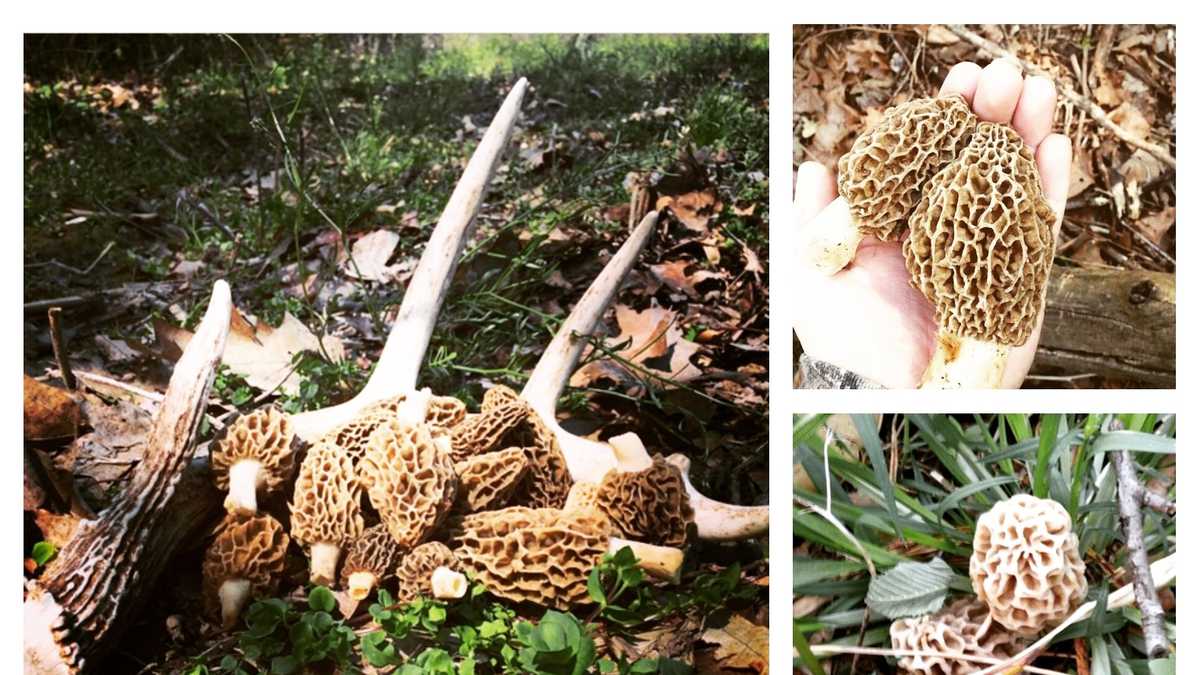 Photos Morel mushrooms found in Iowa