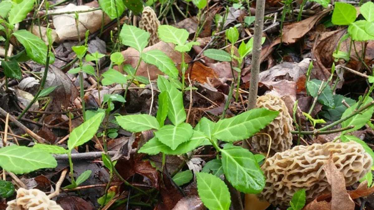 Photos Morel mushrooms found in Iowa