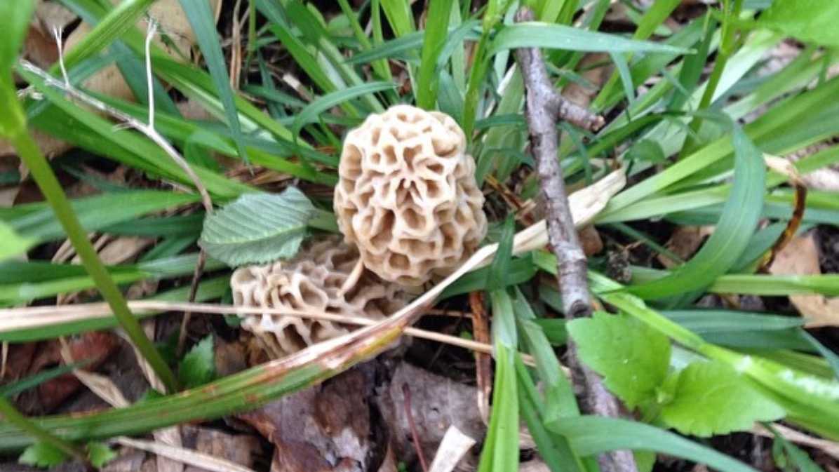 Photos Morel mushrooms found in Iowa