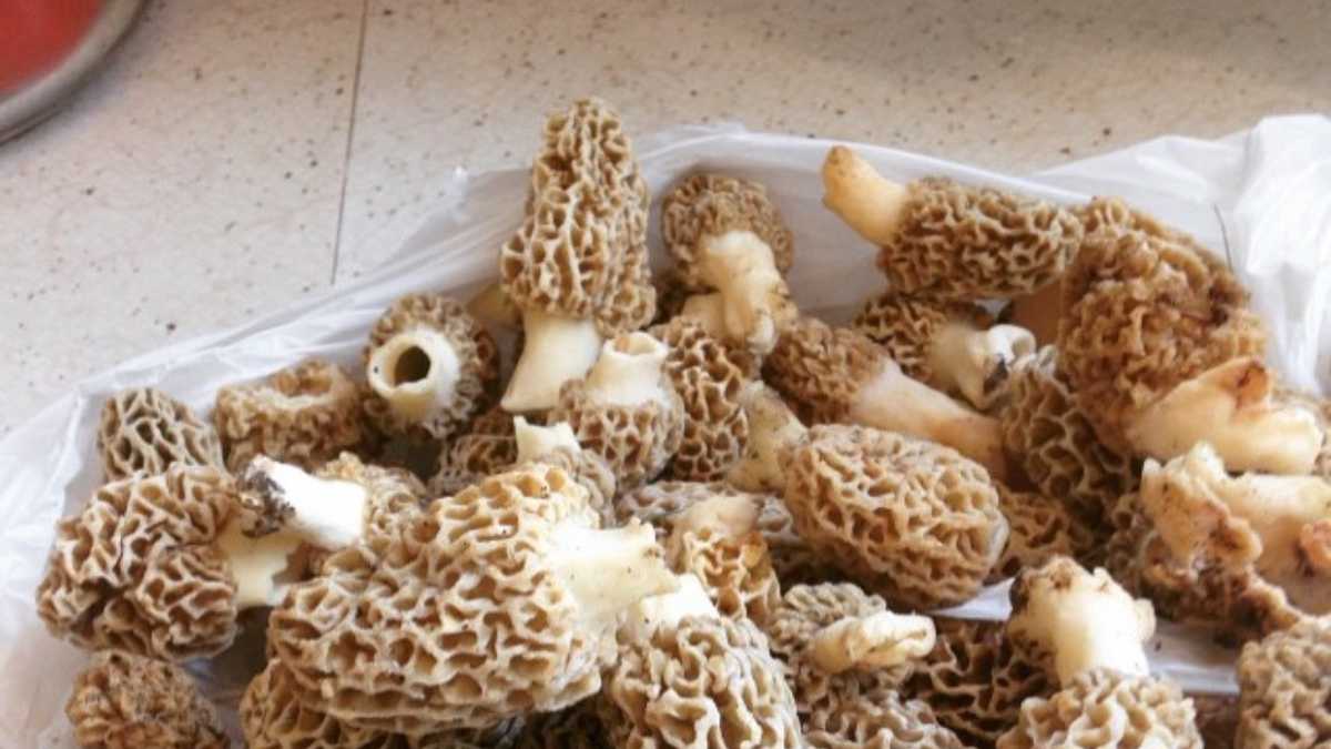 Photos: Morel mushrooms found in Iowa