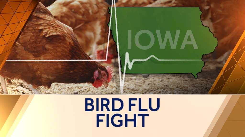 5 more farms show signs of bird flu in Iowa