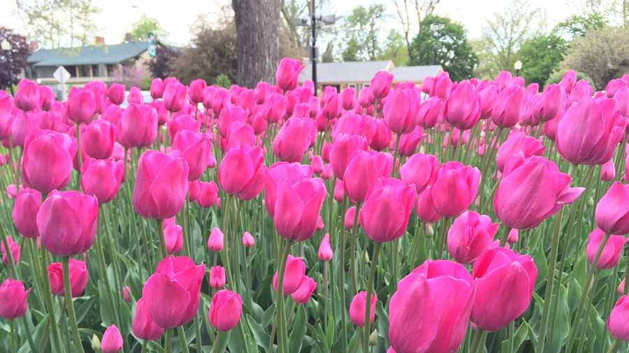 80th annual Tulip Time Festival starts today in Pella