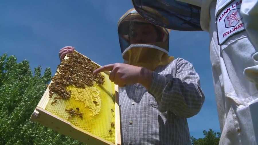 The lost of bees across Iowa could have a big impact on agriculture and all of us.