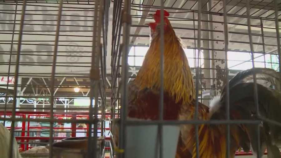 Poultry competitions return to fairs across Iowa this year