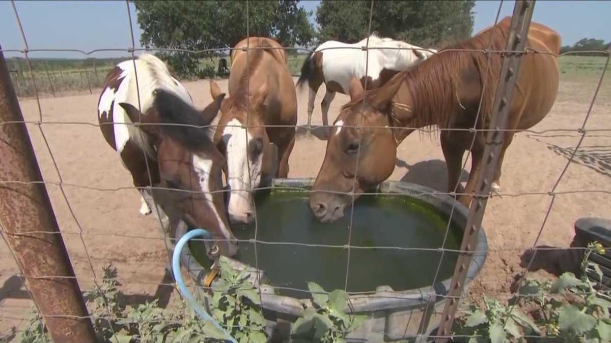 This Is Serious Double Virus Threat To Kansas Horses What You Need To Know - y2owzuy