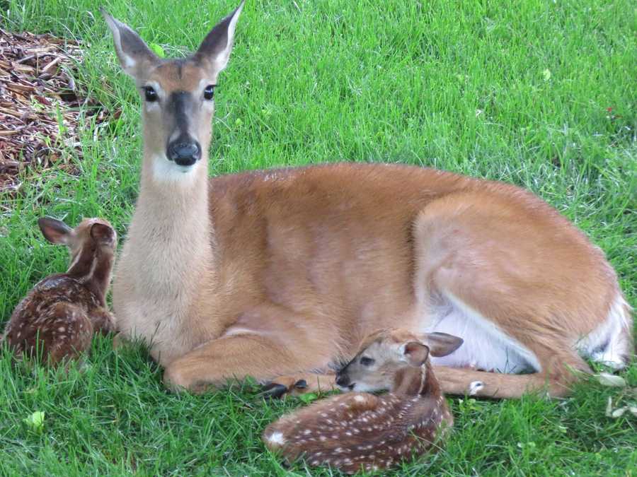 Adorable deer family living in metro back yard