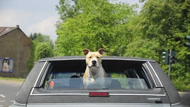 What to do if you see pets trapped in hot cars -- Heat Dome