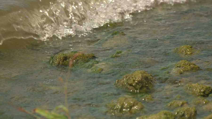 Mossy blue-green algae is collecting at two Saylorville Lake beaches.
