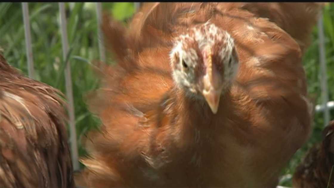 Ankeny officials object to lifting city's urban chicken ban