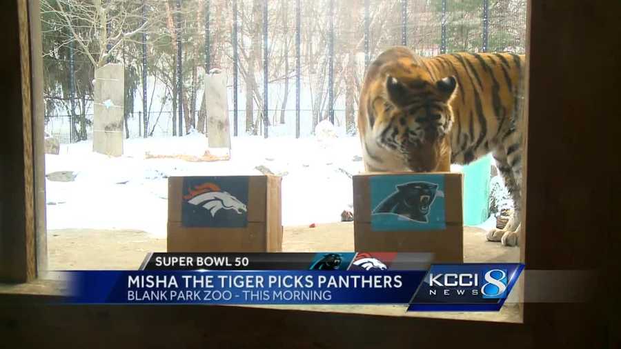 A tiger at the Blank Park Zoo has predicted the winning team.
