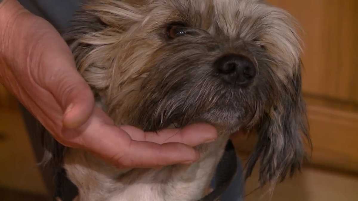 Dog shot twice at close range, leg amputated