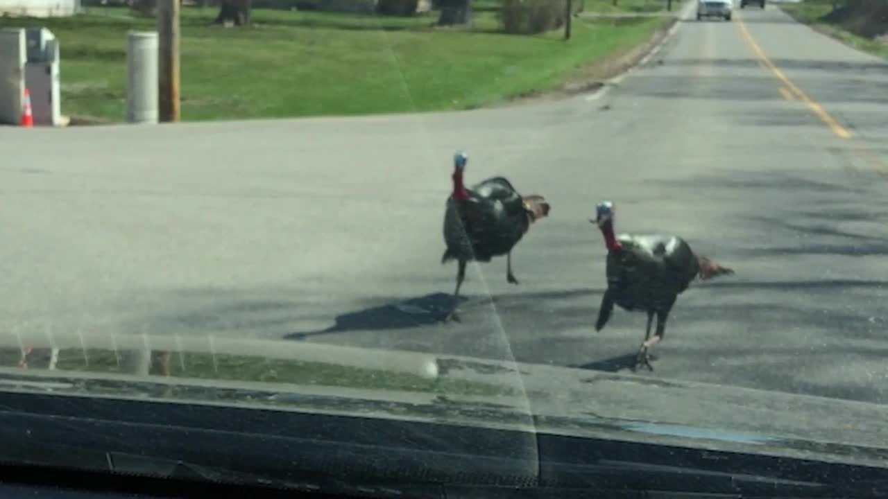 Wild Turkeys Are Terrorizing Neighborhood, Damaging Cars