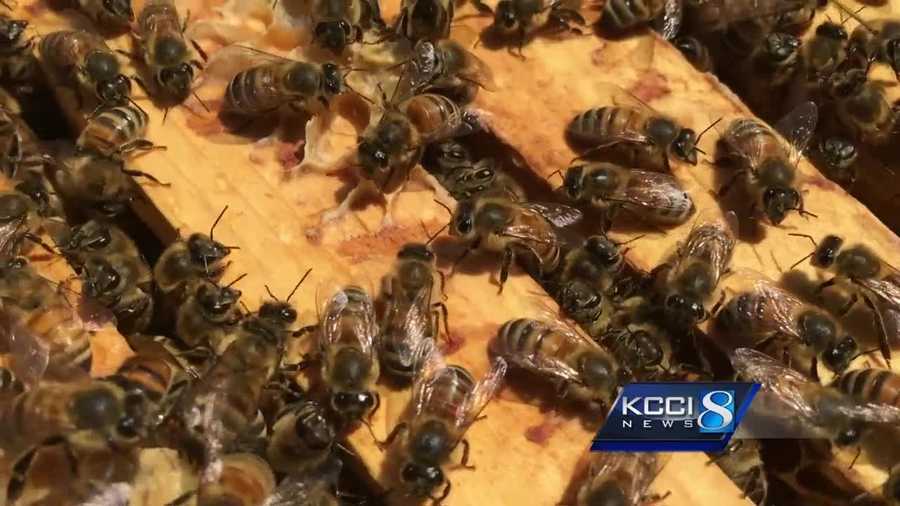 An investigation is underway to locate the missing beehives.