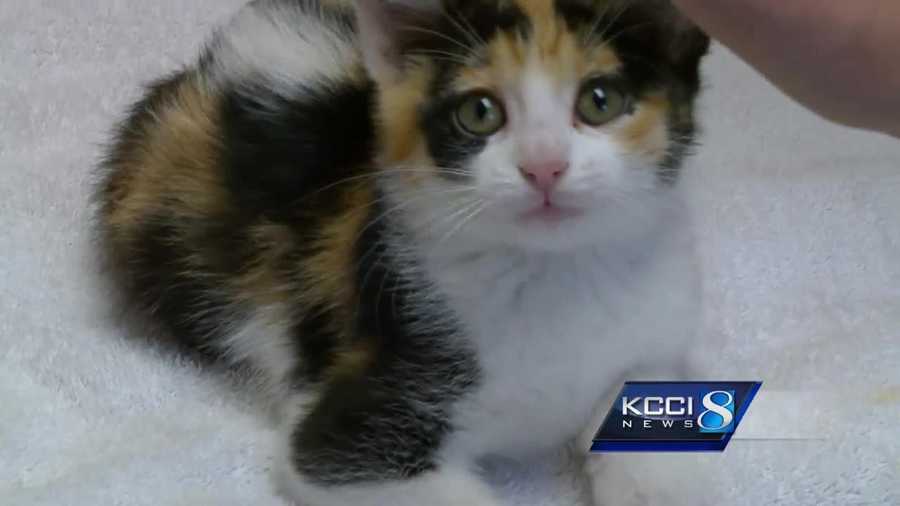A 5-week-old kitten used up one of her nine lives over the weekend in West Des Moines.