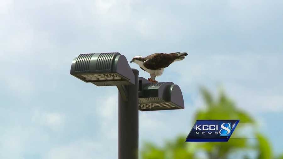 Bird enthusiasts can watch live webcam footage of the nest.