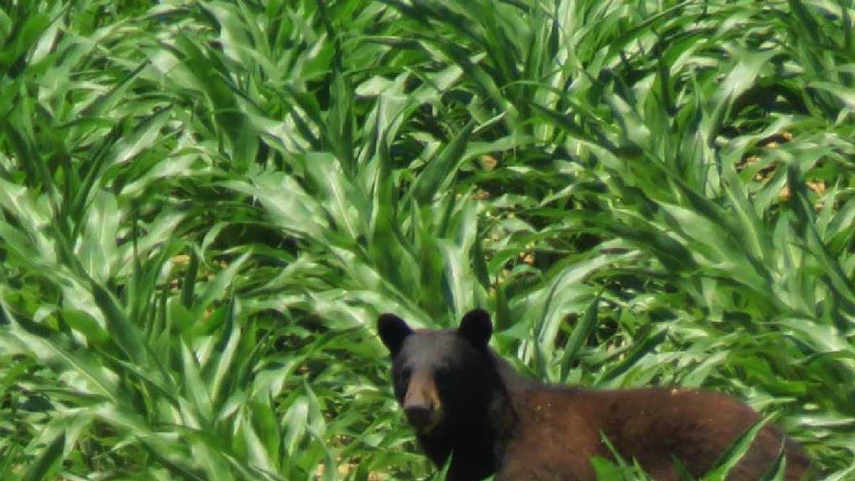 Photo shows black bear roaming Iowa cornfield