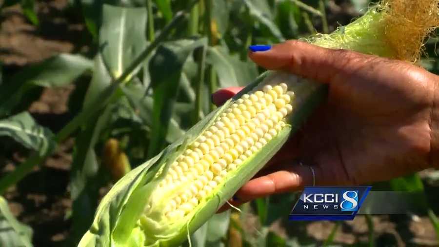 Sweet corn is an Iowa tradition, and many anticipate eating the savory vegetable on the Fourth of July.