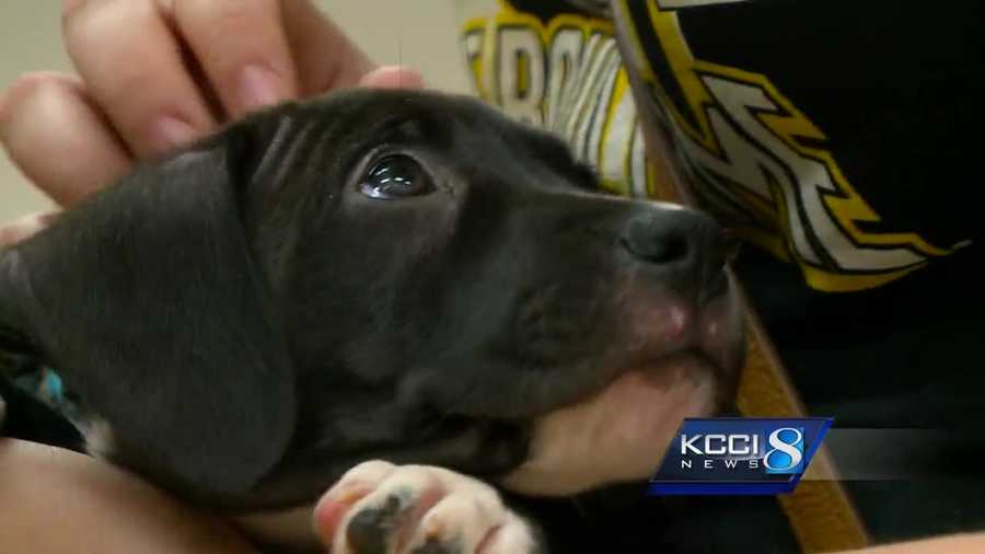 Finding new methods of adoption has become sort of a science for the Animal Rescue League of Iowa.