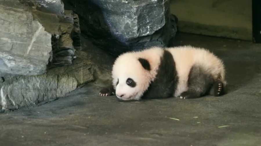 A male baby panda, which was born in Belgium's Pairi Daiza zoo earlier this year, is learning to take his first steps.