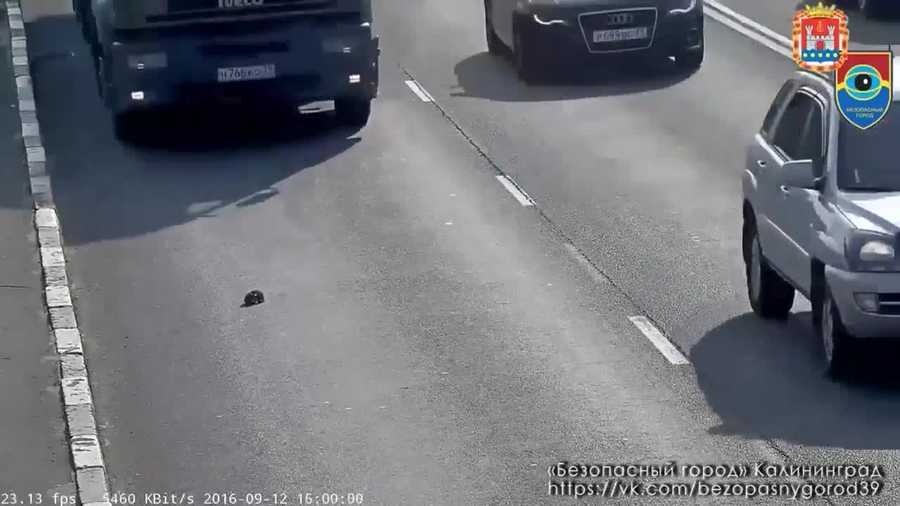 A kitten narrowly avoided being hit by cars on a major road in Kaliningrad, Russia